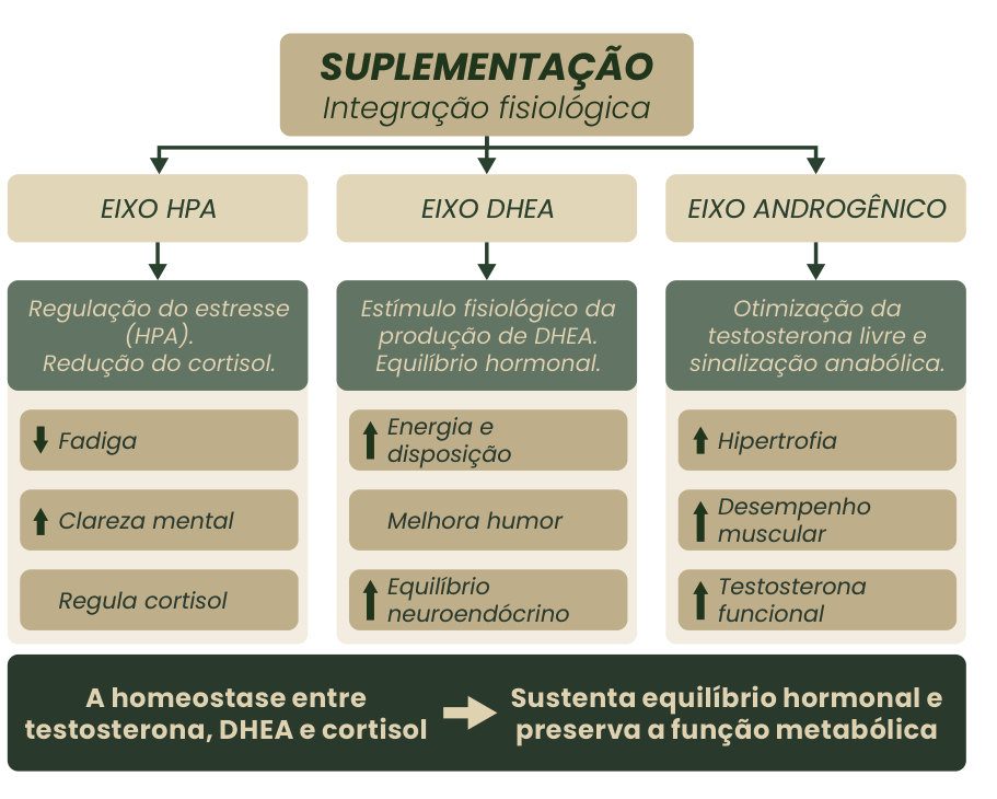 Figura 1: a suplementação integra os eixos HPA (regulação do estresse, menos fadiga, mais clareza mental, regula cortisol), DHEA (mais energia e disposição, melhora do humor, equilíbrio neuroendócrino) e androgênico (hipertrofia, desempenho muscular, testosterona funcional); a homeostase entre testosterona, DHEA e cortisol sustenta o equilíbrio hormonal e preserva a função metabólica