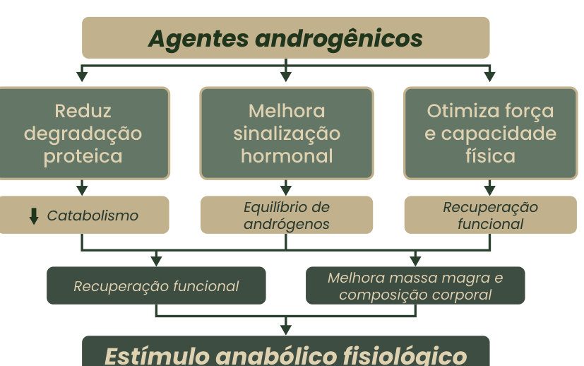 Figura 1: agentes androgênicos reduzem a degradação proteica (menos catabolismo), melhoram a sinalização hormonal (equilíbrio de andrógenos) e otimizam força e capacidade física (recuperação funcional), levando a recuperação funcional, melhora da massa magra e da composição corporal e estímulo anabólico fisiológico