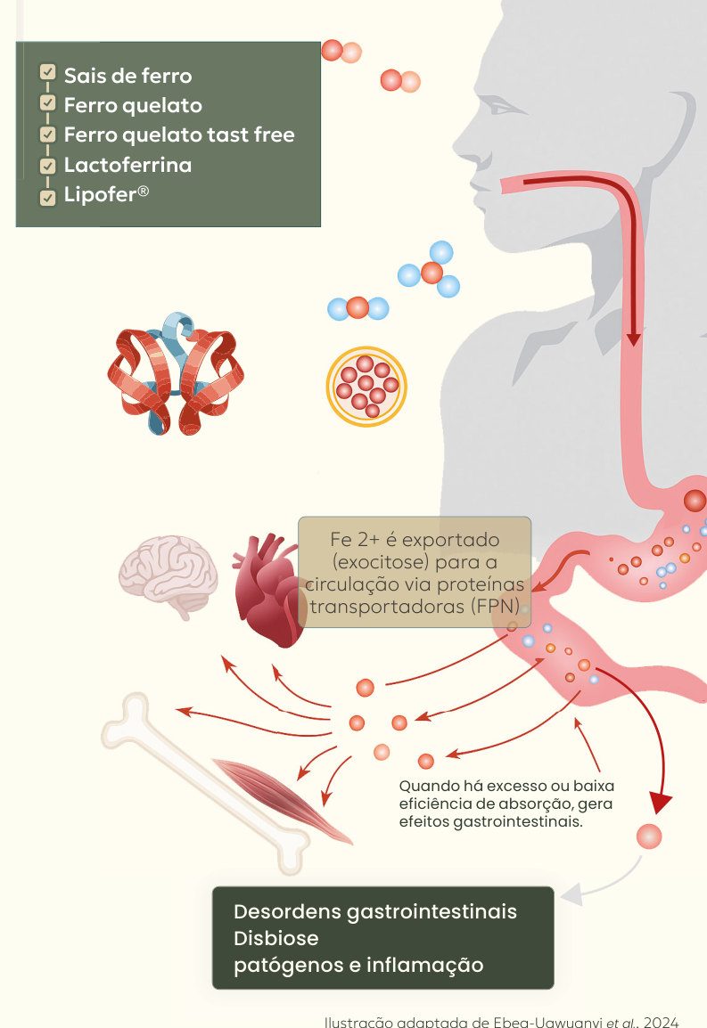 Figura 1: sais de ferro, ferro quelato, ferro quelato taste free, lactoferrina e Lipofer seguem pelo trato digestivo; o Fe2+ é exportado para a circulação pela ferroportina e chega a cérebro, coração, ossos e músculos; quando há excesso ou baixa eficiência de absorção, surgem efeitos gastrointestinais, disbiose, patógenos e inflamação