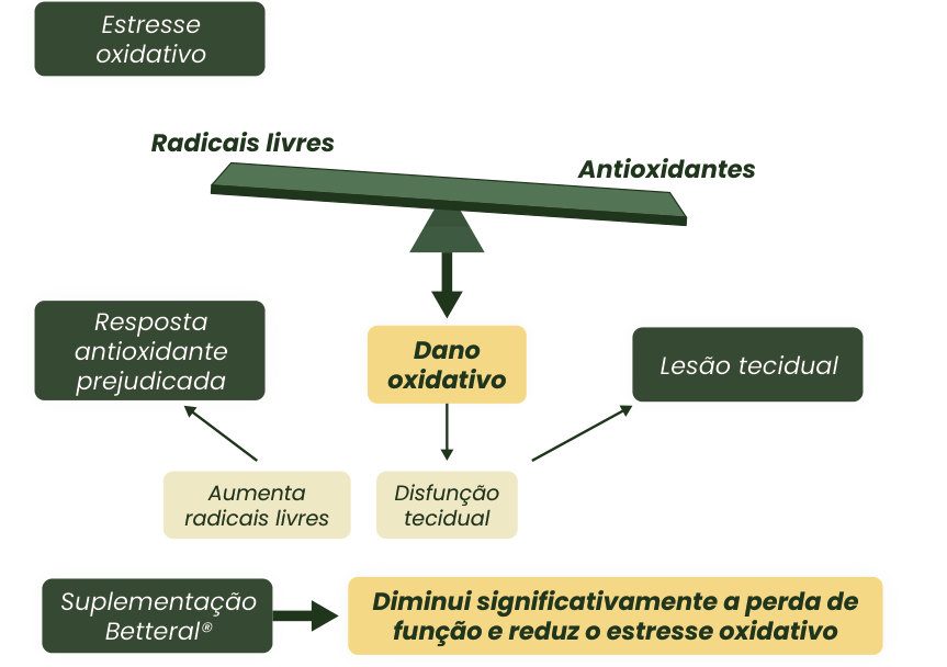 Figura 1: o desequilíbrio entre radicais livres e antioxidantes, com resposta antioxidante prejudicada, gera dano oxidativo, aumento de radicais livres, disfunção e lesão tecidual; a suplementação com Betteral diminui significativamente a perda de função e reduz o estresse oxidativo