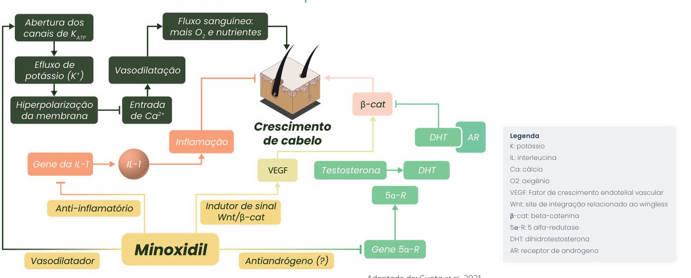 Figura 1: o minoxidil atua como vasodilatador (abertura dos canais de potássio, hiperpolarização da membrana, menor entrada de cálcio, vasodilatação e mais fluxo sanguíneo, oxigênio e nutrientes), anti-inflamatório (inibe o gene da IL-1 e a inflamação), indutor da sinalização Wnt/β-catenina via VEGF e possivelmente antiandrogênico (inibe o gene da 5α-redutase e a conversão de testosterona em DHT), favorecendo o crescimento de cabelo