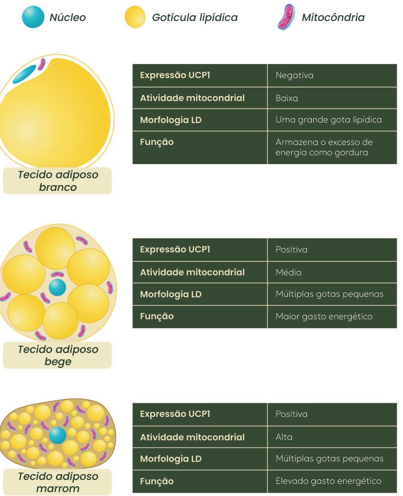 Figura 2: tecido adiposo branco (UCP1 negativa, atividade mitocondrial baixa, uma grande gota lipídica, armazena excesso de energia como gordura), bege (UCP1 positiva, atividade média, múltiplas gotas pequenas, maior gasto energético) e marrom (UCP1 positiva, atividade alta, múltiplas gotas pequenas, elevado gasto energético)