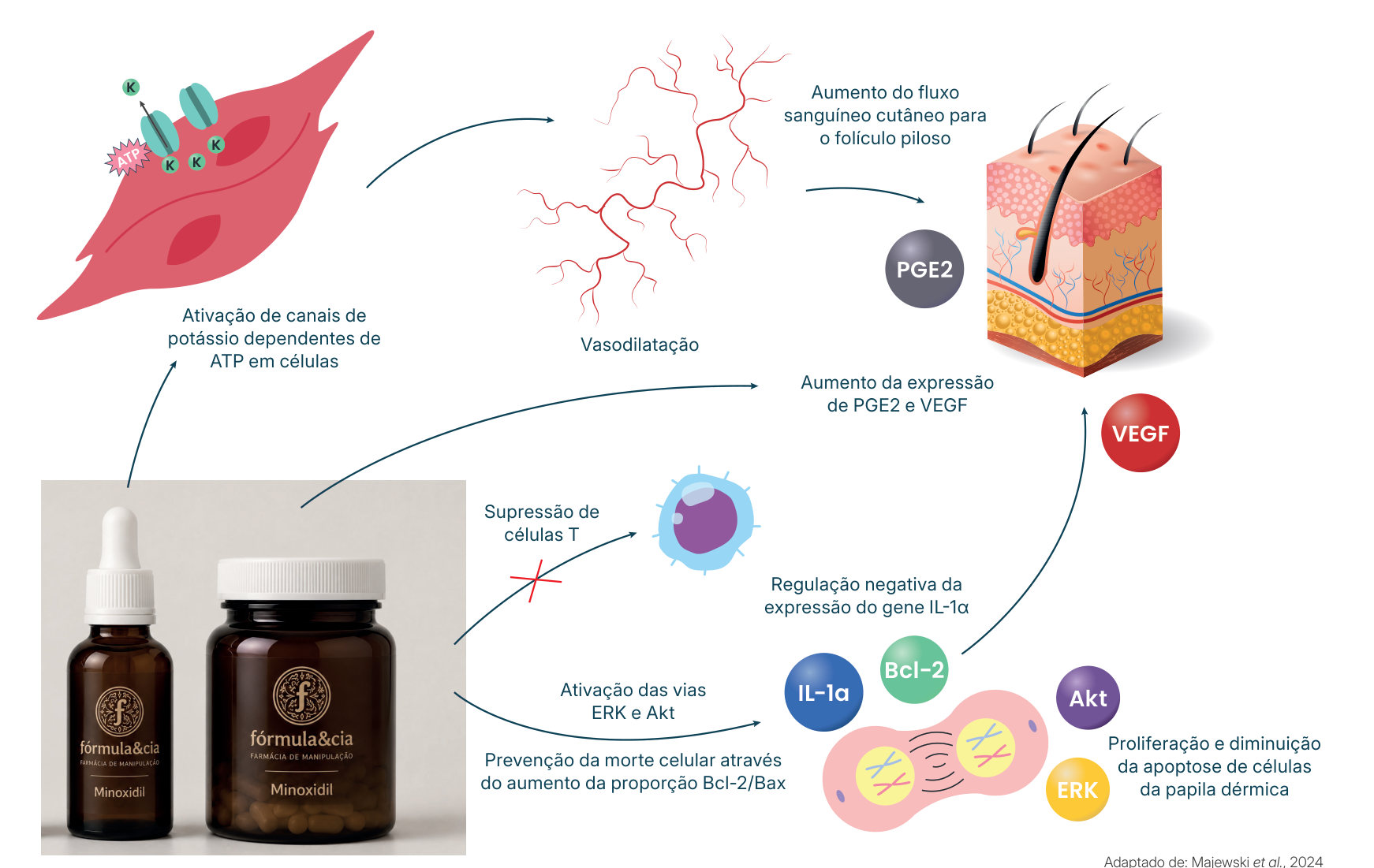 Figura 1: mecanismos do minoxidil, da ativação de canais de potássio e vasodilatação ao aumento de PGE2 e VEGF, supressão de células T e ativação das vias ERK e Akt na papila dérmica